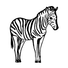 Fototapeta na wymiar African wild animal zebra hand-drawn in black pencil, full length, side view. Vector stock illustration. Striped skin color. Safari, nature, zoo.