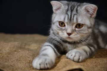 The kitten is lying on the bag and is looking forward