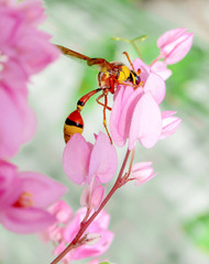 Pollination, wasp on flower blossom close up