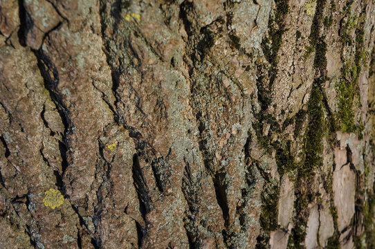 Tree bark with moss close-up