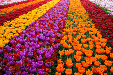 Beautiful tulips blooming in a garden. Spring flowers in blossom