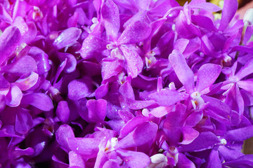 Flowers scene - fresh pink Orchid flowers in market   