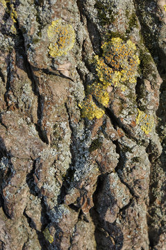 Texture of tree bark with moss. Macro view.