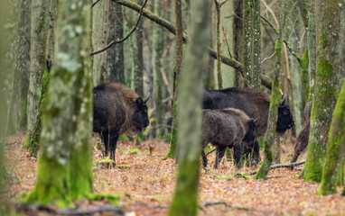 European bison(Bison bonasus) herd among hornbeams