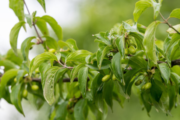 Fresh green organic leaves and fruits of Cornus mas, known as Cornelian cherry, European cornel or Cornelian cherry dogwood in a traditional orchard in a summer day, selective focus