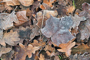 Last year's leaves covered with hoarfrost lie on the ground with a continuous carpet.