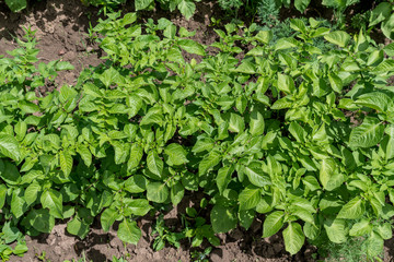 Fresh green organic potato leaves in a traditional vegetables garden in a summer day,  beautiful outdoor green background photographed with soft focus