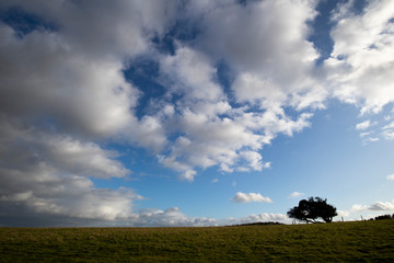 Fototapeta na wymiar Windswept stunted tree on farm grassland field in rural Hampshire against a cloudy sky