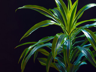 home plant on a black background