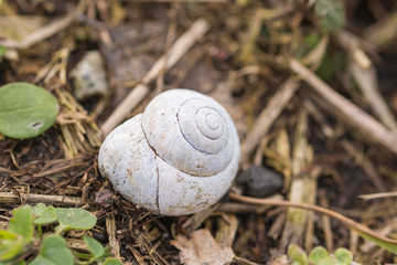 ein weißes Schneckenhaus im Gras