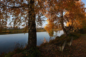 Herbstliche gefärbte Birken am Lechkanal in Ostendorf wo Lech un Kanal wieder zusammen fließen, Landkreis Augsburg, Bayern