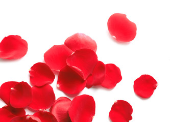 Fresh red rose petals on white background, top view
