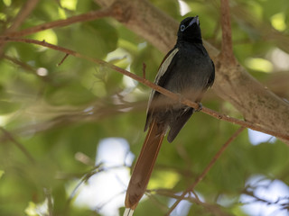 Obraz premium African Paradise-flycatcher, Terpsiphone viridis, beautiful bird with plume and long tail, Ethiopia