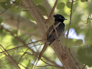 African Paradise-flycatcher, Terpsiphone viridis, beautiful bird with plume and long tail, Ethiopia