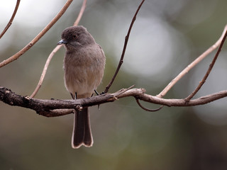 Abyssinian moor flycatcher, Melaenornis chocolatinus, sitting on a dry branch, only Ethiopia lives