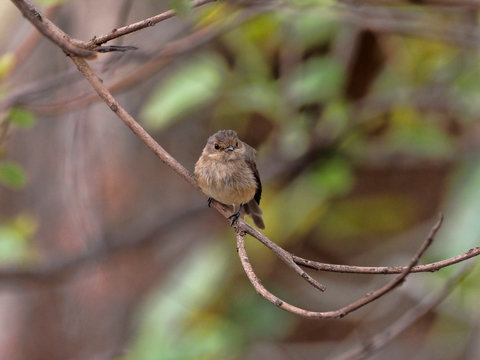 African Dusky Flycatcher, Muscicapa Adusta, Sitting On Tree With Dry Leaves, Ethiopia