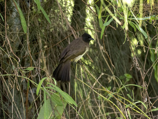 The Common Bulbul, Pycnonotus barbatus, is hidden in the branches of a tree, Ethiopia