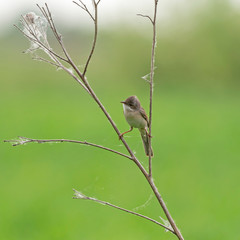 The common whitethroat (Sylvia communis) is a common and widespread typical warbler which breeds throughout Europe