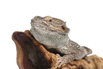 Bearded lizard (Pogona barbata) and tree branch isolated on white, closeup. Exotic pet