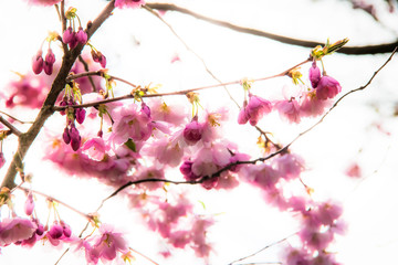 Japanische Kirschblüte