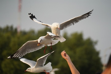 seagull in flight