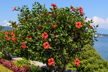 Large and delicate vivid red hibiscus flowers in a tree in an exotic garden in a sunny summer day on Isola Bella by Lake Maggiore in Northern Italy, outdoor floral background - obrazy, fototapety, plakaty