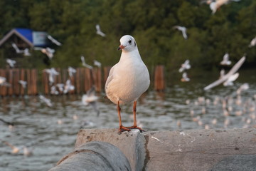 seagull on post