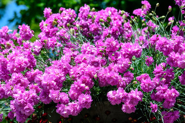 Close up of small vivid pink flowers of Dianthus carthusianorum plant, commonly known as Carthusian pink in a British cottage style garden in a sunny summer day, beautiful outdoor floral background