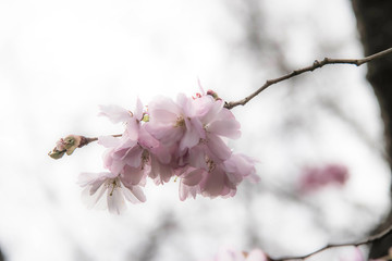 Japanische Kirschblüte