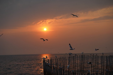 silhouette of birds in sunset