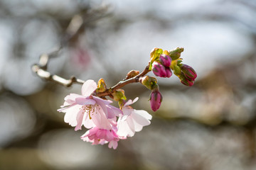 Japanische Kirschblüte