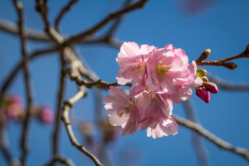 Japanische Kirschblüte