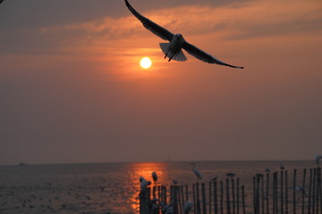 Fototapeta na wymiar silhouette of bird on sunset background
