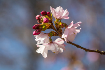 Japanische Kirschblüte