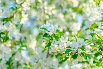 Flowers apple in garden in spring time.