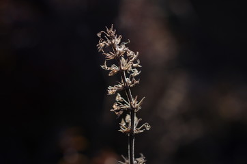夕日を浴びる植物
