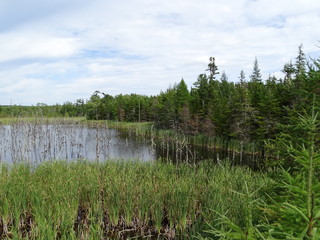 North America, Canada, Province of Nova Scotia, Cape Breton Island, swamp, forest, bridge