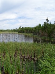 North America, Canada, Province of Nova Scotia, Cape Breton Island, swamp, forest, bridge