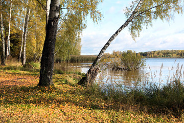 Birch grove on the river bank. Moscow region. Klyazma reservoir. Autumn