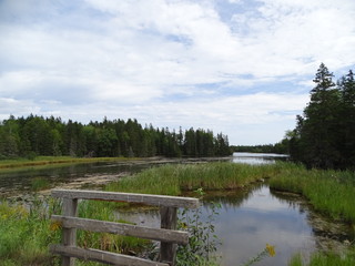 North America, Canada, Province of Nova Scotia, Cape Breton Island, swamp, forest, bridge
