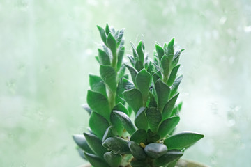 Nature scene of Macro succulent pots with blurred background - Tropical Plant backdrop and beautiful detail