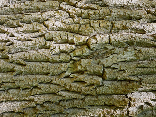 texture of tree bark close-up. The rough skin of an old tree. Natural wood background