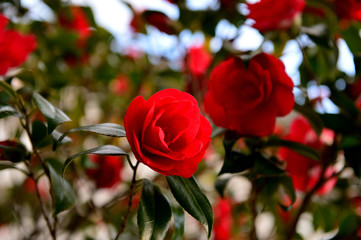 赤色が眩しいハルサザンカが朝日に冴える