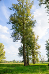 Fototapeta na wymiar A big tree. High poplar on a green lawn.
