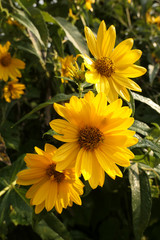 Yellow Flowers at Forest Preserve