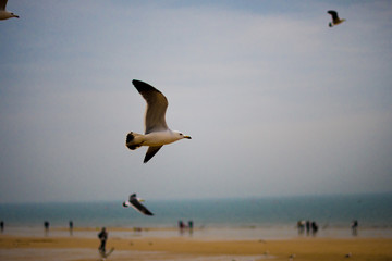 Flight of seagulls on the beachfront.