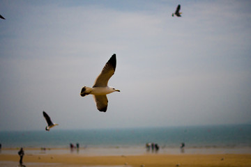 Fototapeta na wymiar Flight of seagulls on the beachfront.