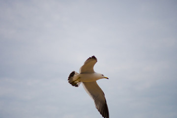 Flight of seagulls on the beachfront.