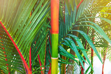 Colourful crownshafts of Cyrtostachys renda.