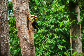 Male Great Hornbill feeding the female at the nest. © Tanes